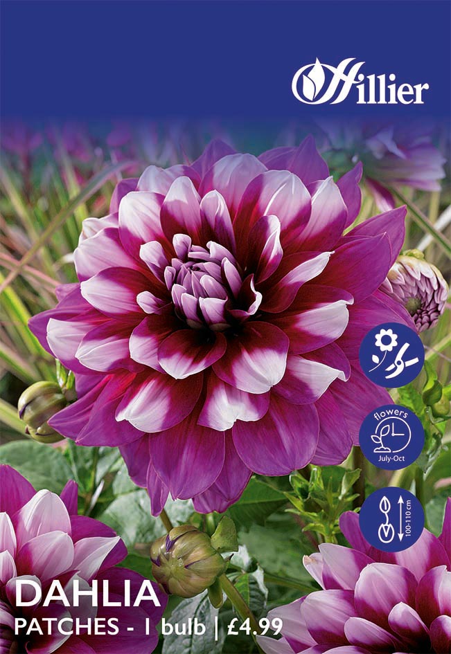 8718641998847 1 HS920 Dahlia Patches.jpg
